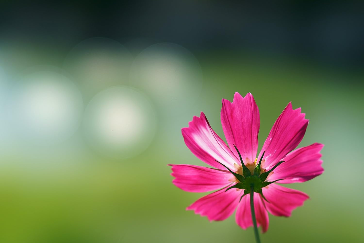 Objectif_Sony_FE_100mm_f2.8_STF_GM_OSS_Monture_E.jpg Sony FE 100 mm f2.8 STF GM OSS | Sublimez vos portraits avec un bokeh incomparable. – Image 6